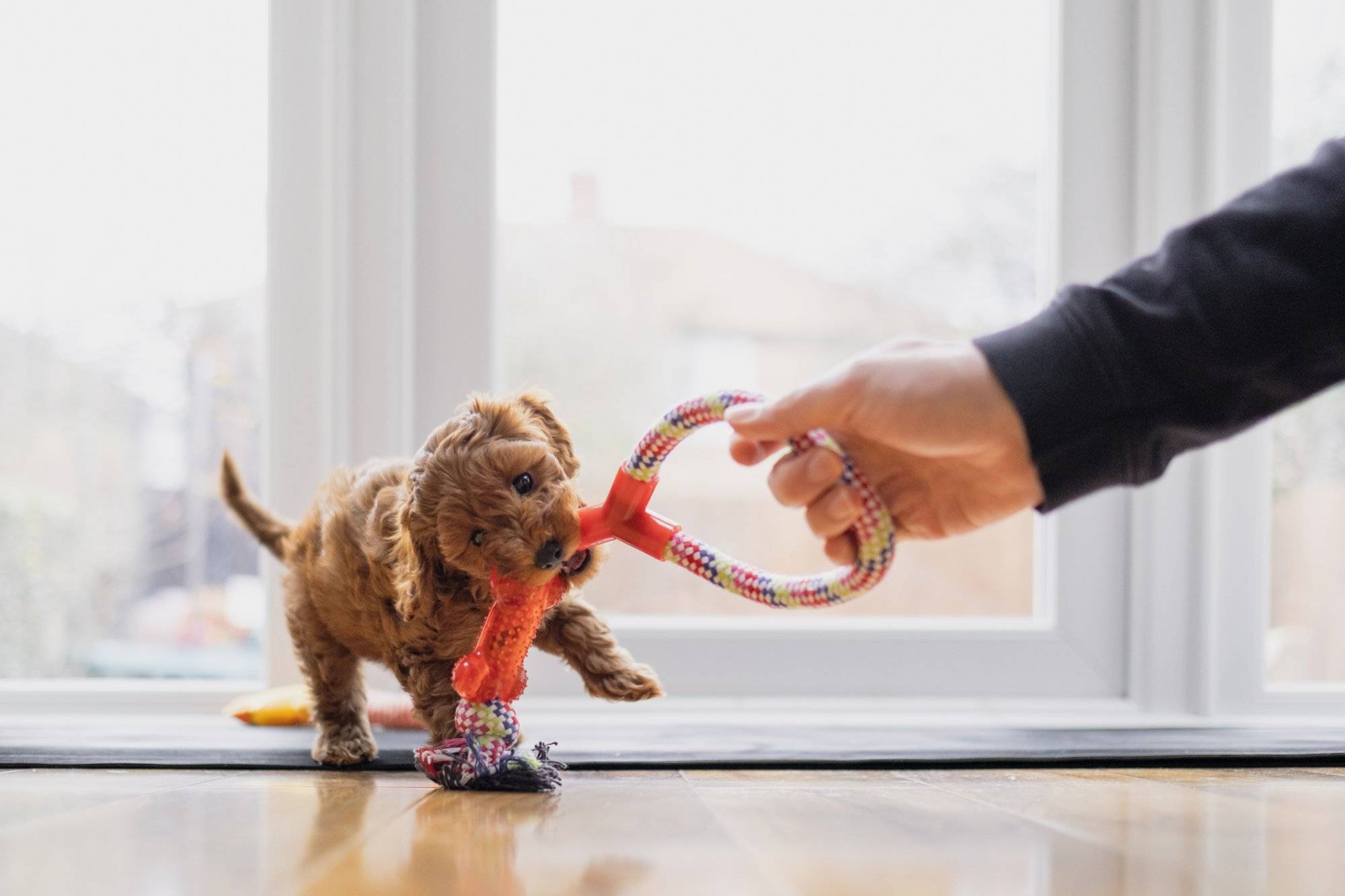 Puppy Playing Tug Puppy Playing Tug