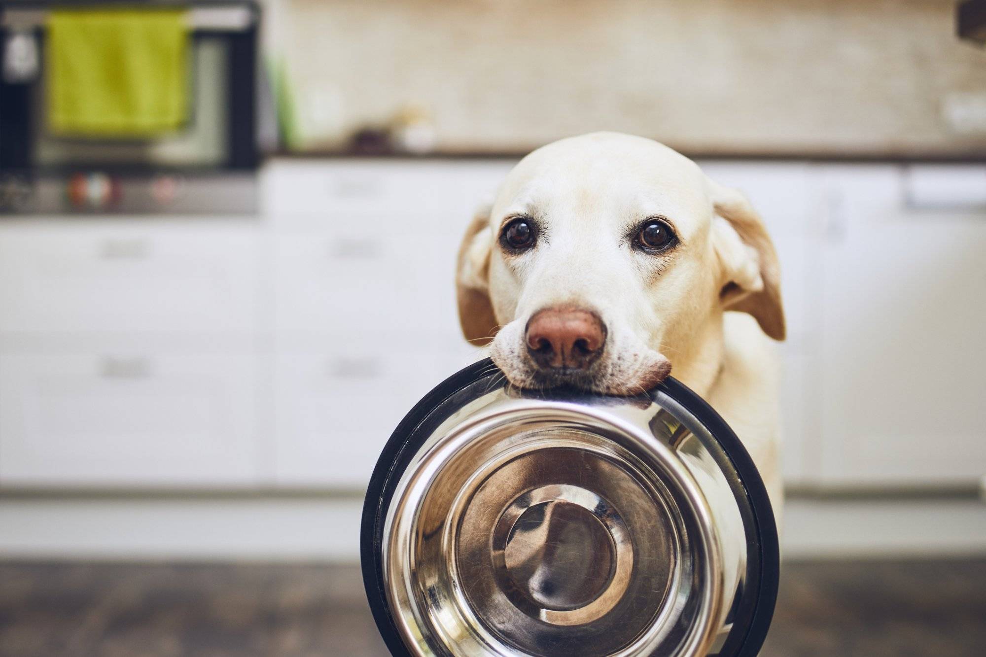 Dog waiting for feeding Dog waiting for feeding