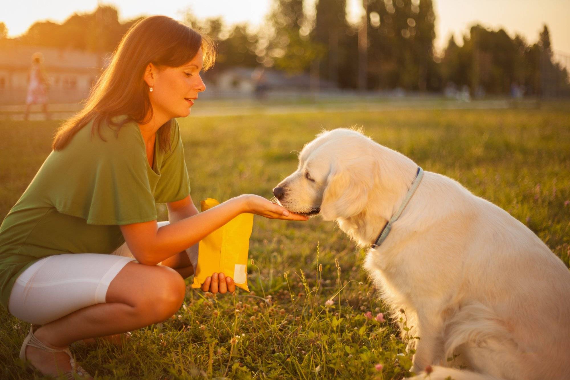 Beautiful dog Why Bones & Baths Pet Care Has the Best Dog Grooming in Grapevine